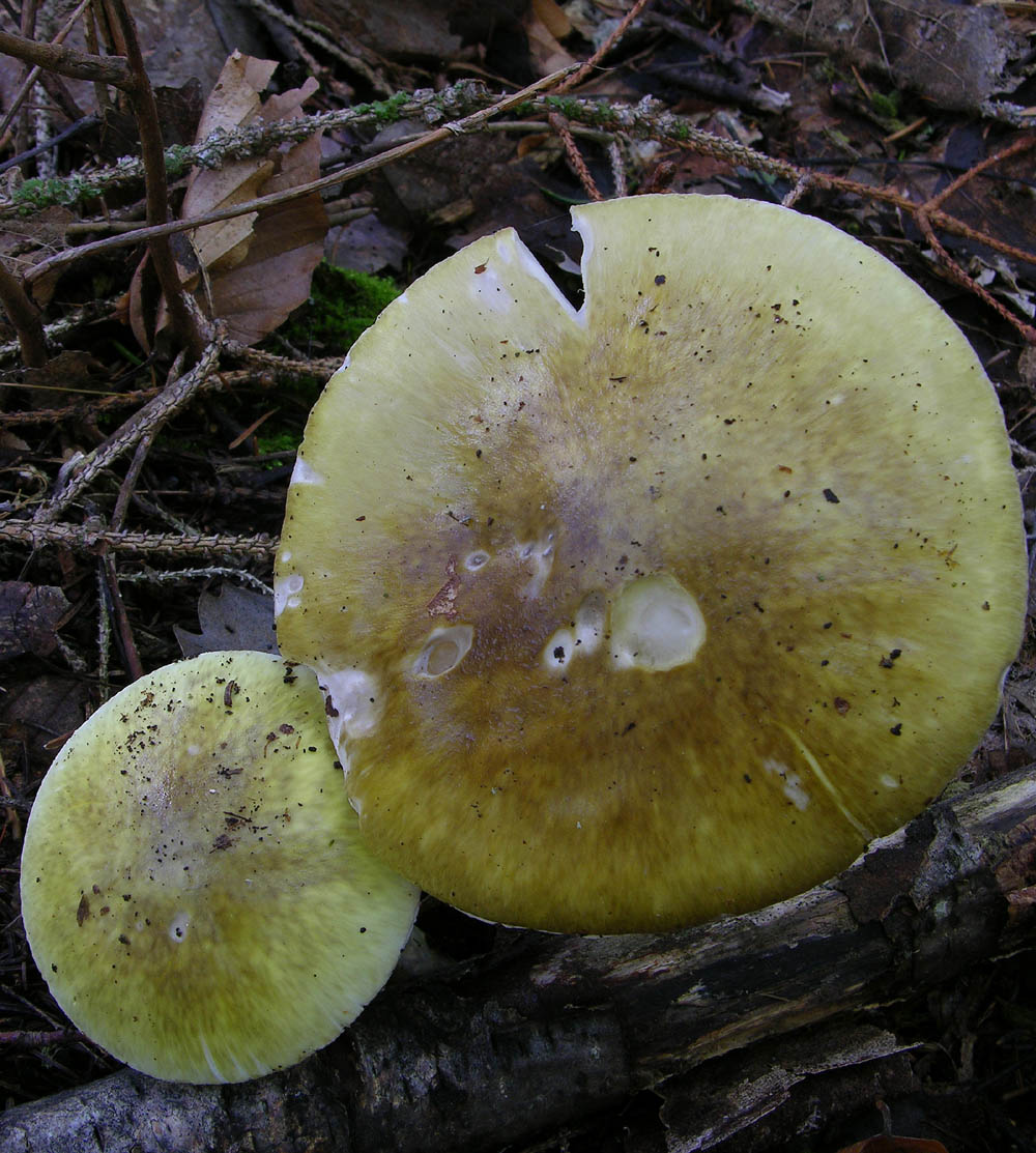 Totofungo...per chi vuole provarci.